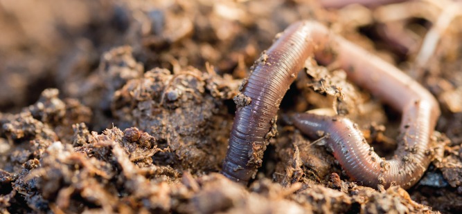 wurm